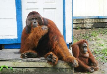 {{brizy_dc_image_alt imageSrc=